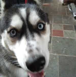 Meet your Posher, Robyn